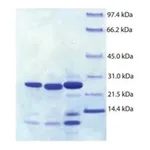 Merck Trypsin Pancreas from human pancreas