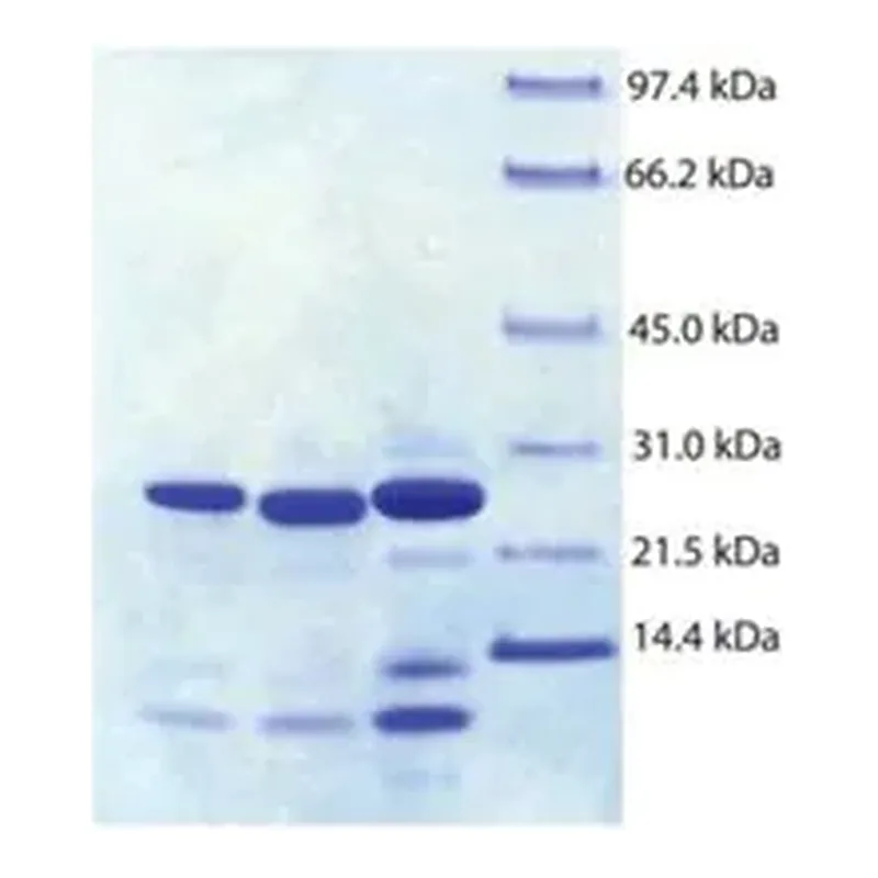Merck Trypsin Pancreas from human pancreas