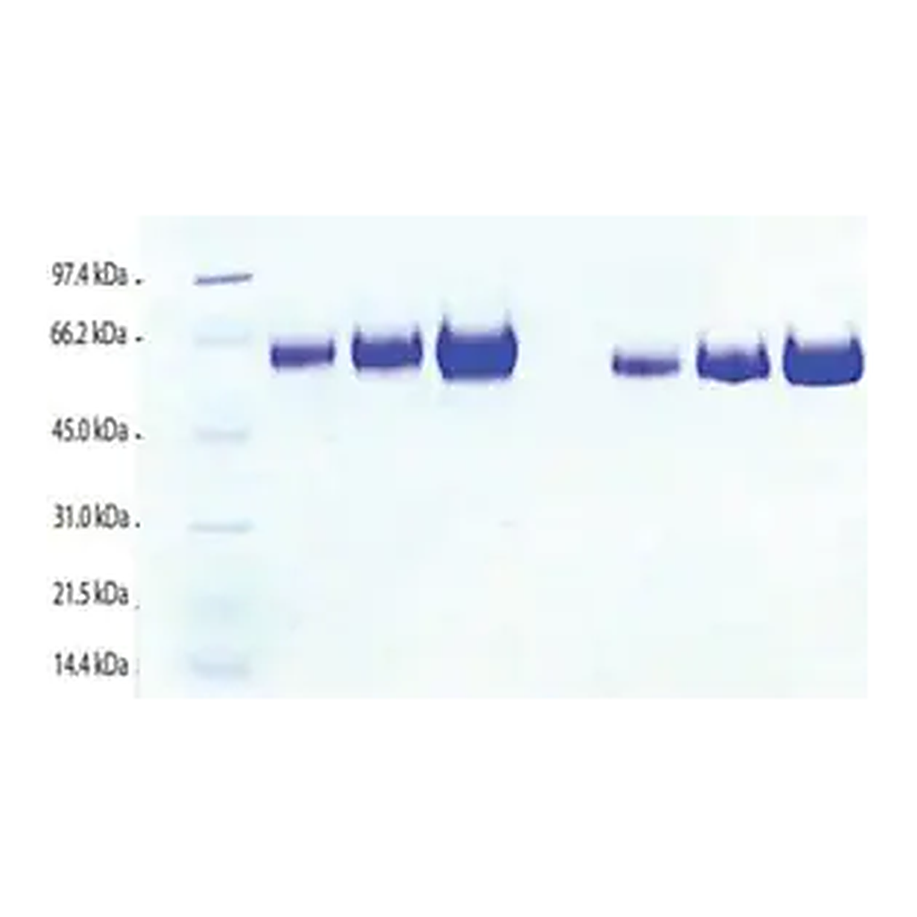 Merck Kininogen,LMW from human plasma