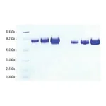 Merck Kininogen,LMW from human plasma