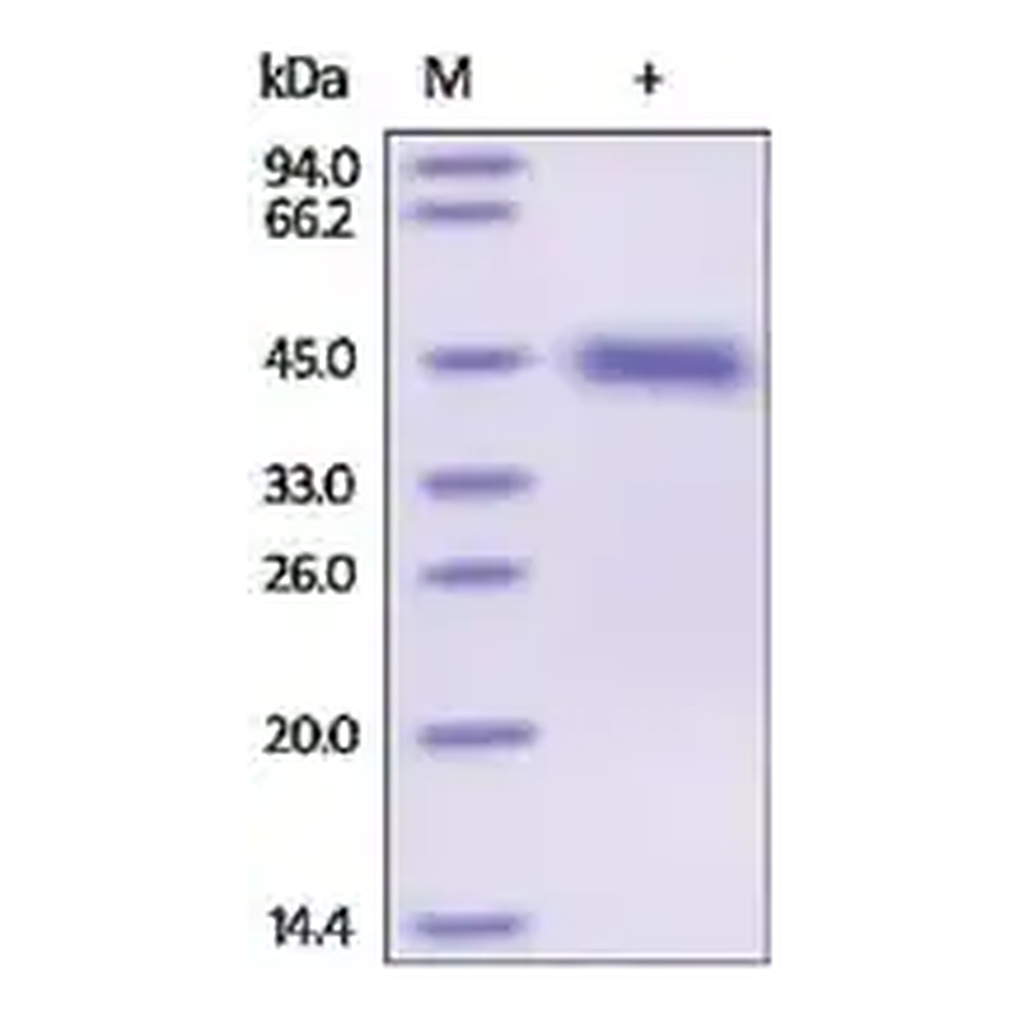 Merck Kallikrein-1 human