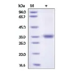 Merck Kallikrein-3 human