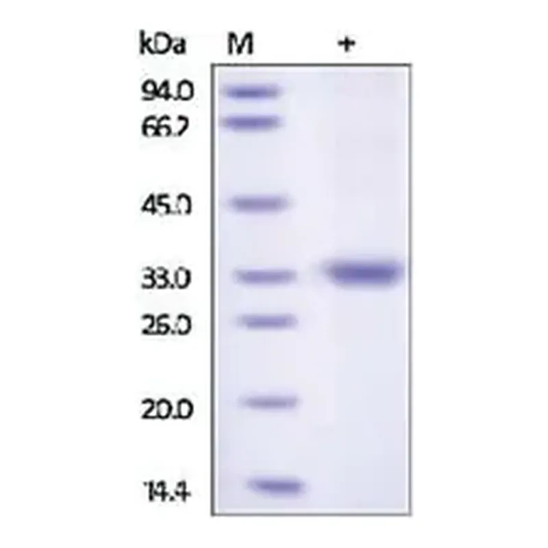 Merck Kallikrein-3 human