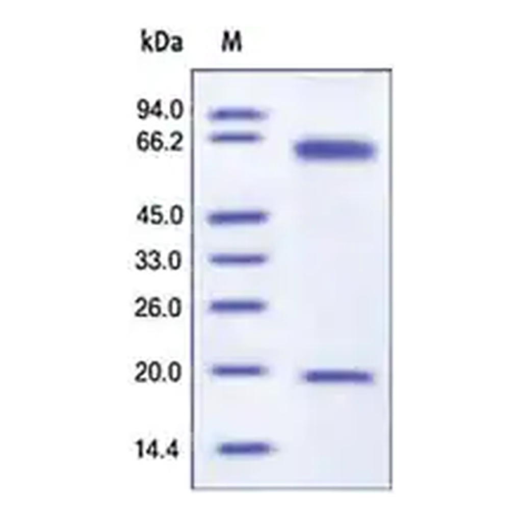 Merck PCSK9 murine