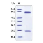 Merck PCSK9 murine