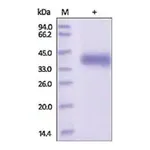 Merck Kallikrein-11 human