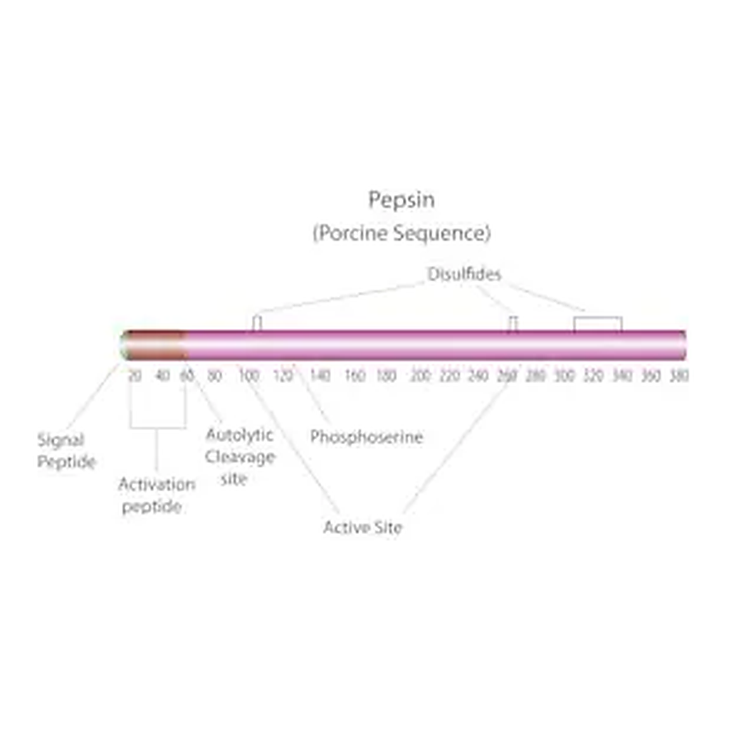 Merck Pepsin from porcine gastric mucosa