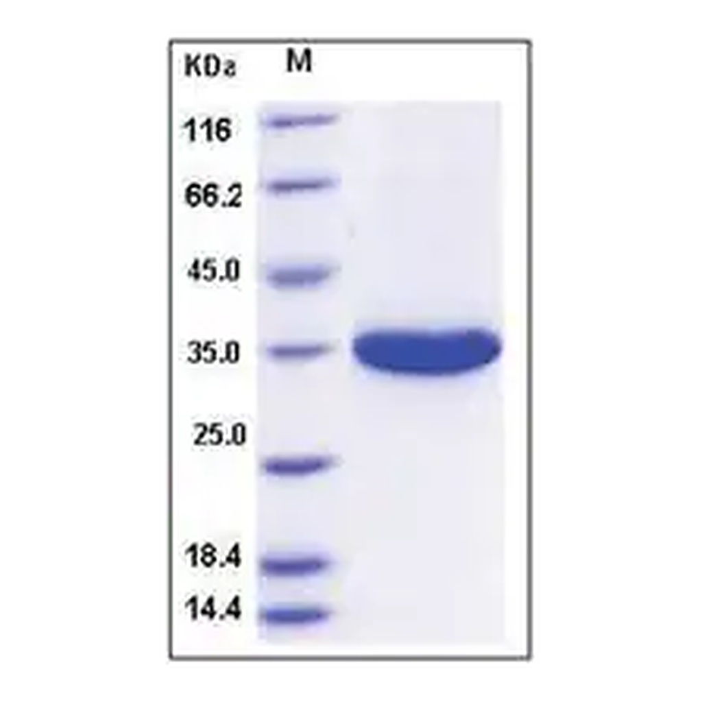 Merck Kallikrein-3 human