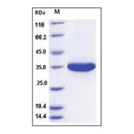 Merck Kallikrein-3 human