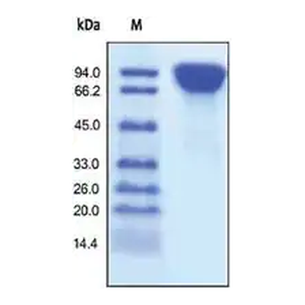Merck DPPIV/CD26(untagged) human