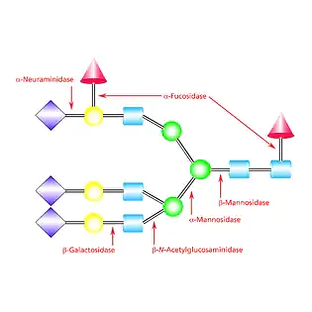 Merck β-Mannosidase from Helix pomatia