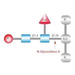Merck Glycopeptidase A from almonds