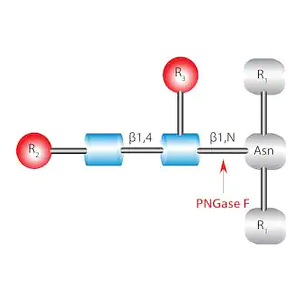 Merck PNGase F from Elizabethkingia meningoseptica
