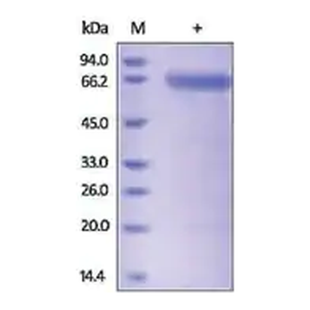 Merck SPAM1 human