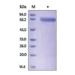 Merck SPAM1 human