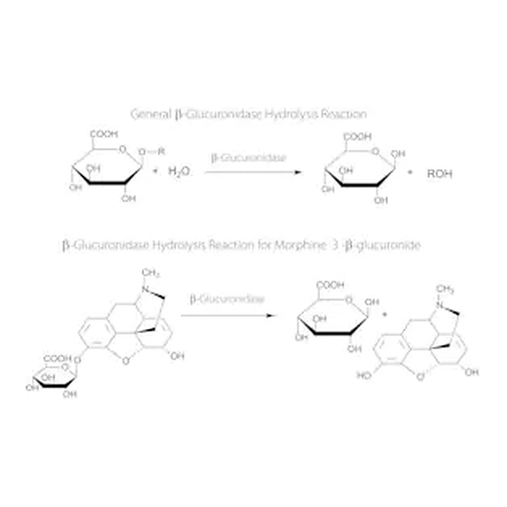Merck β-Glucuronidase from Escherichia coli