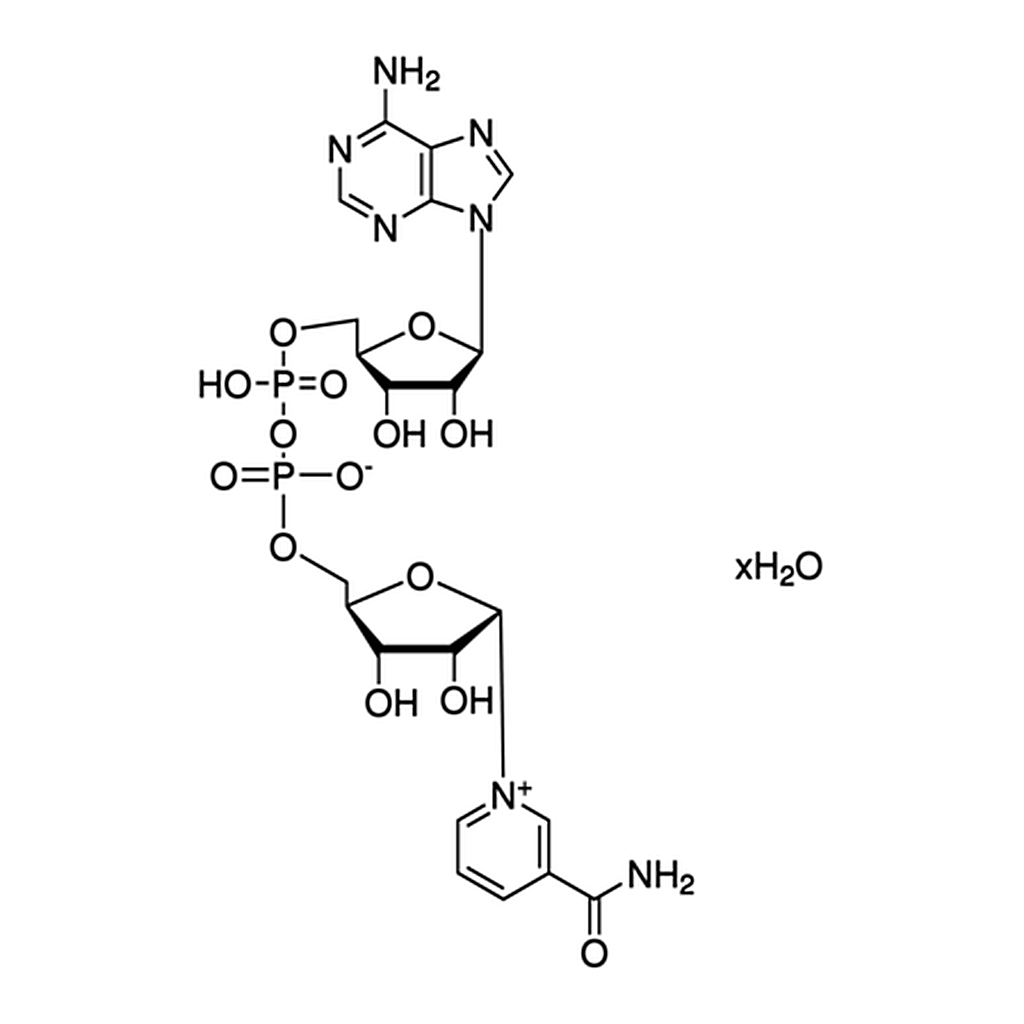 Merck β-Nicotinamide adenine dinucleotide hydrate