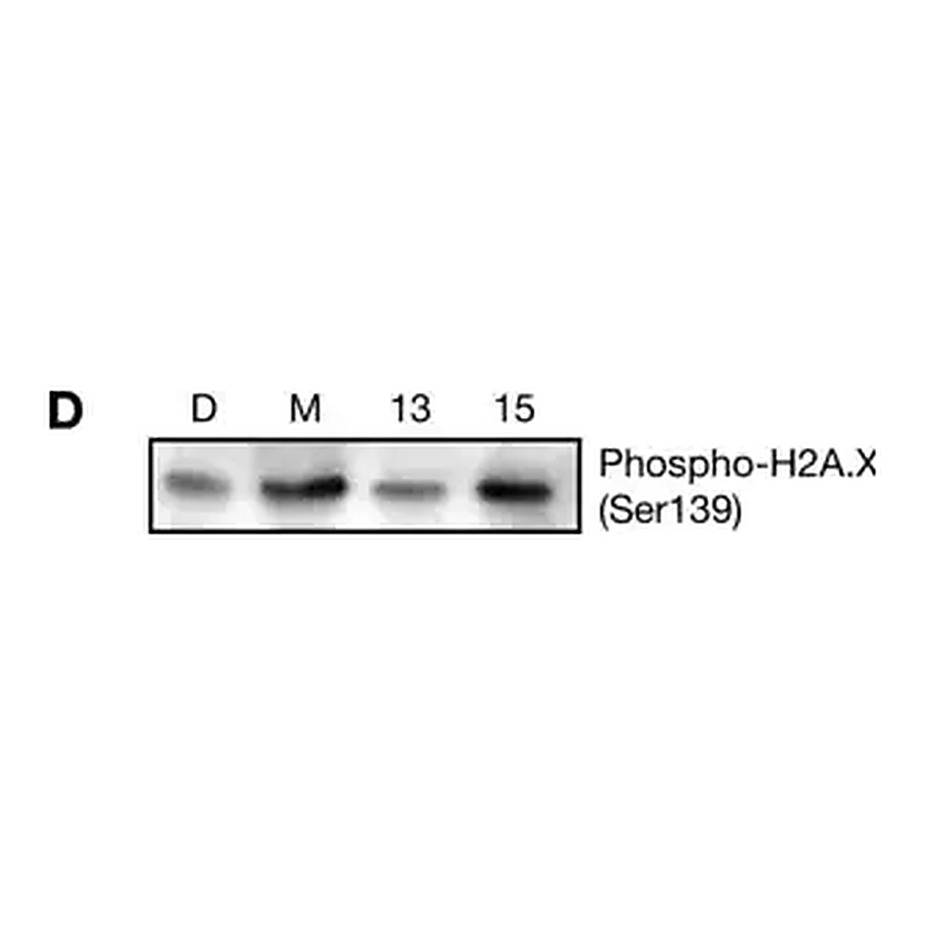 Merck Anti-phospho-Histone H2A.X (Ser139) Antibody, clone JBW301