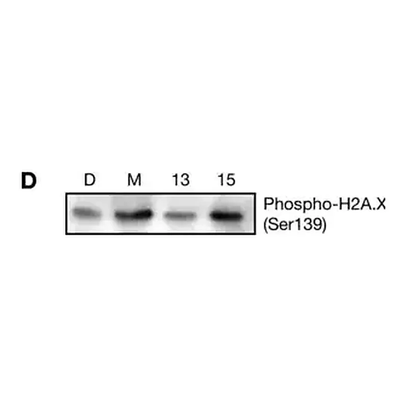 Merck Anti-phospho-Histone H2A.X (Ser139) Antibody, clone JBW301