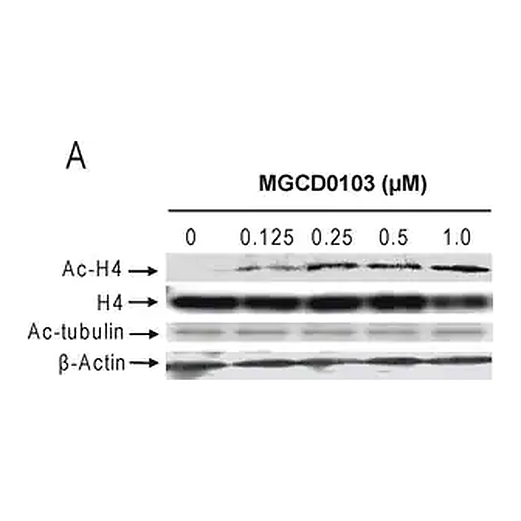 Merck Anti-Acetylated Tubulin antibody, Mouse monoclonal