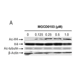 Merck Anti-Acetylated Tubulin antibody, Mouse monoclonal