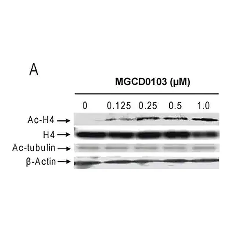 Merck Anti-Acetylated Tubulin antibody, Mouse monoclonal