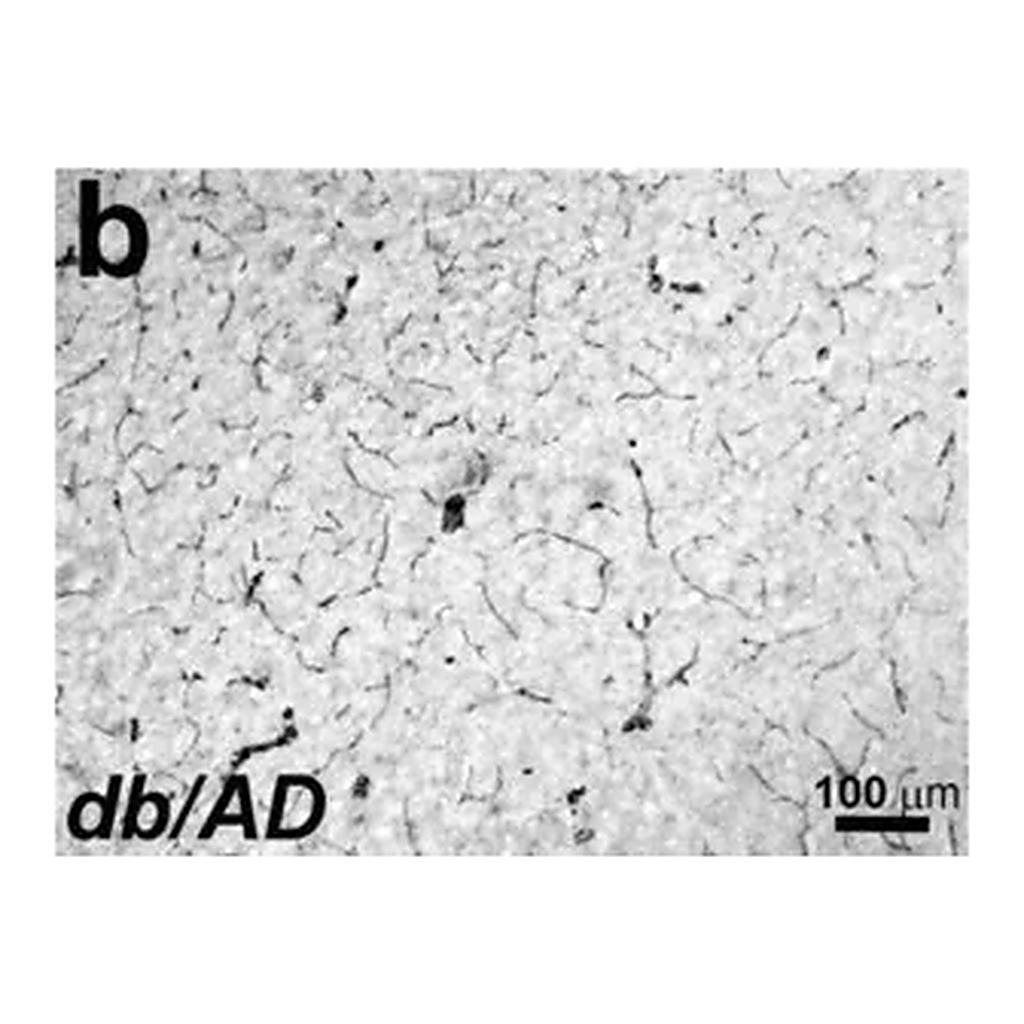 Merck Anti-Actin, α-Smooth Muscle antibody, Mouse monoclonal