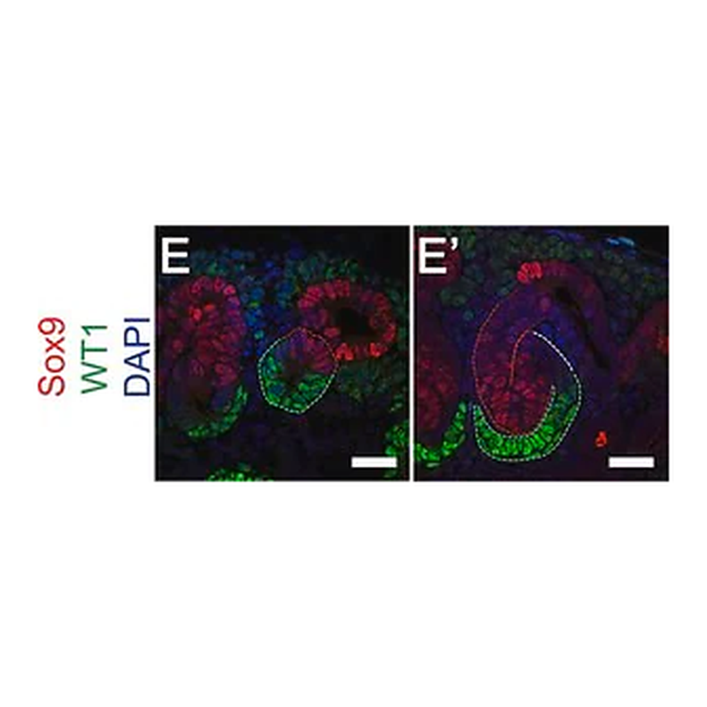 Merck Anti-Sox9 Antibody