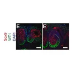 Merck Anti-Sox9 Antibody