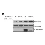 Merck Anti-Sox2 Antibody