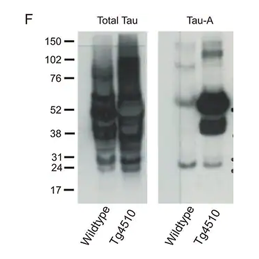 Merck Anti-Tau-1 Antibody, clone PC1C6