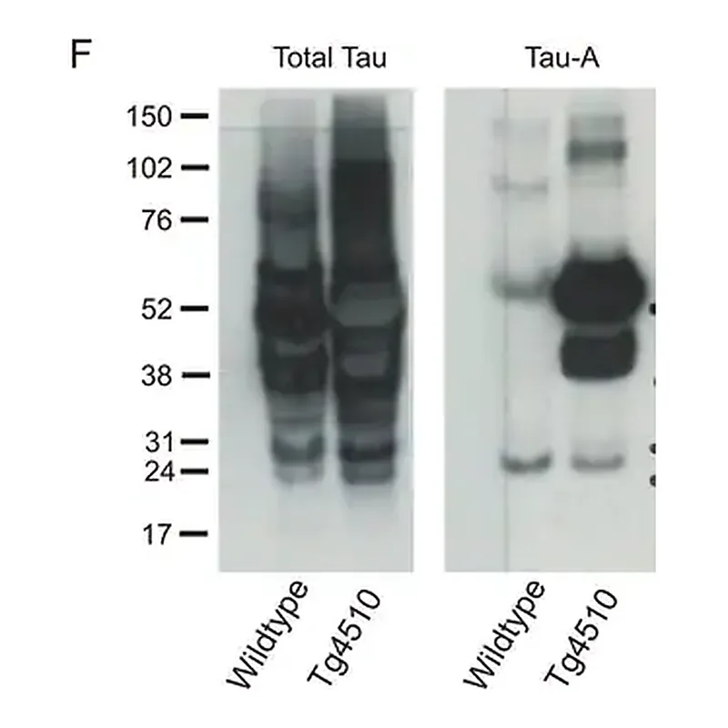 Merck Anti-Tau-1 Antibody, clone PC1C6