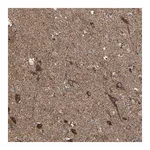Merck Anti-RHOT1 antibody produced in rabbit