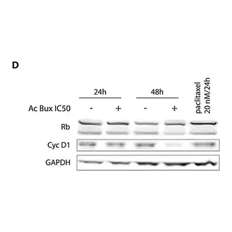 Merck Anti-GAPDH antibody, Mouse monoclonal