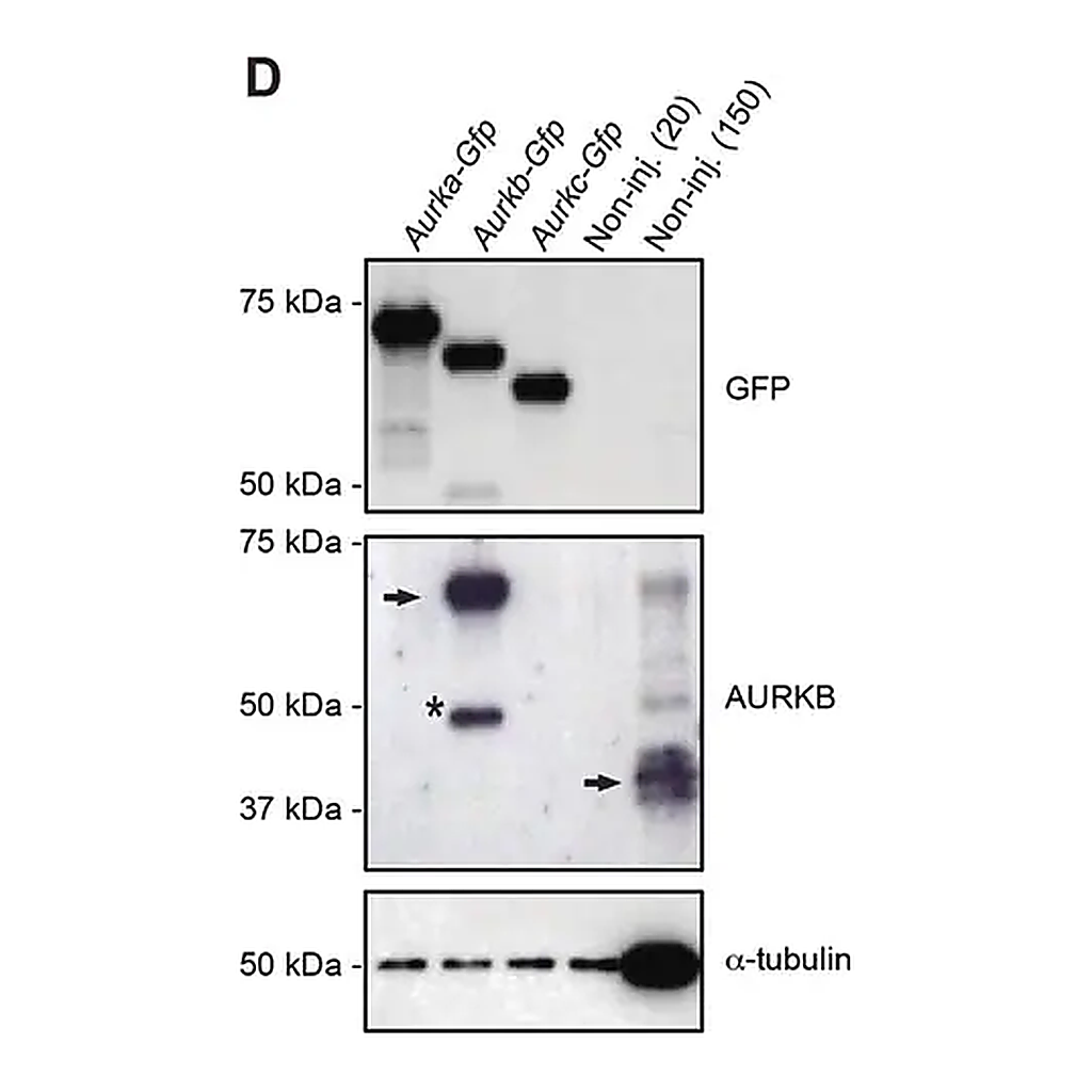 Merck Monoclonal Anti-Green Fluorescent Protein (GFP) antibody produced in mouse