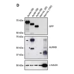 Merck Monoclonal Anti-Green Fluorescent Protein (GFP) antibody produced in mouse