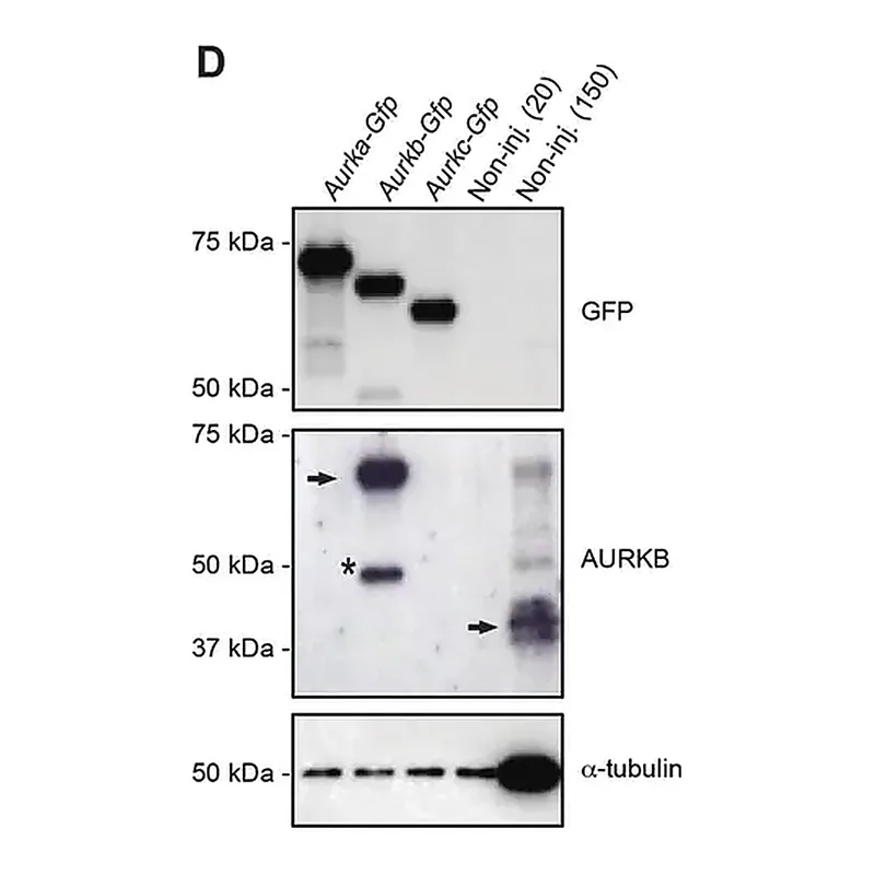 Merck Monoclonal Anti-Green Fluorescent Protein (GFP) antibody produced in mouse