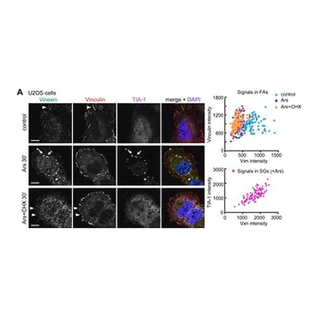 Merck Anti-Vinculin antibody, Mouse monoclonal