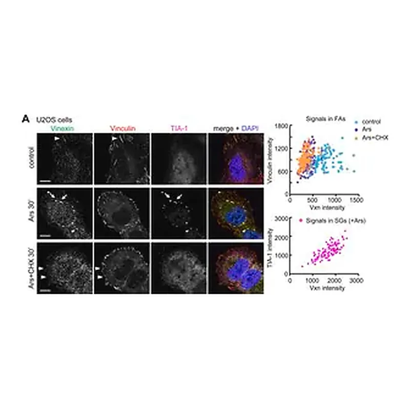 Merck Anti-Vinculin antibody, Mouse monoclonal