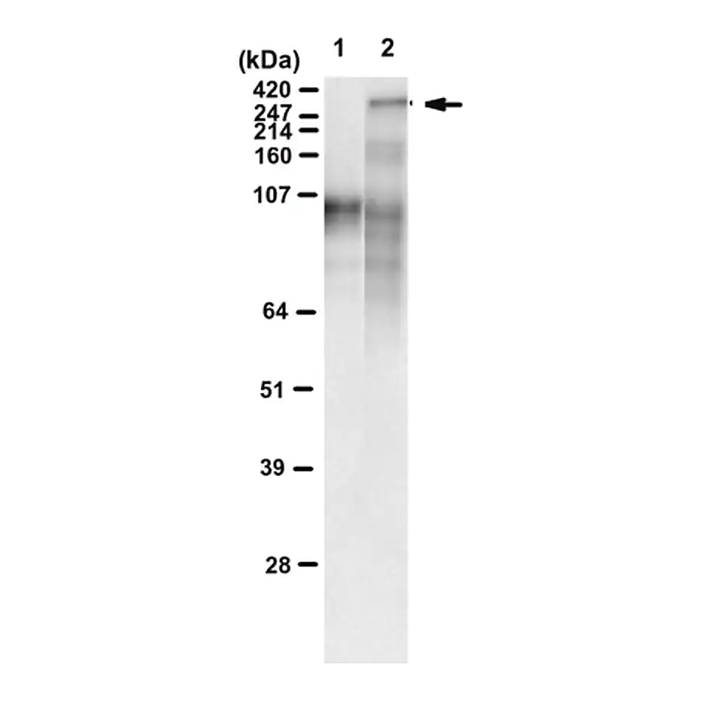 Merck Anti-polyQ specific Antibody, clone MW1