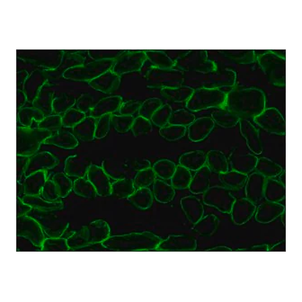Merck Anti-Laminin-2 (α-2 Chain) antibody, Rat monoclonal