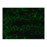 Merck Anti-Laminin-2 (α-2 Chain) antibody, Rat monoclonal