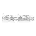 Merck Anti-LC3 antibody produced in rabbit