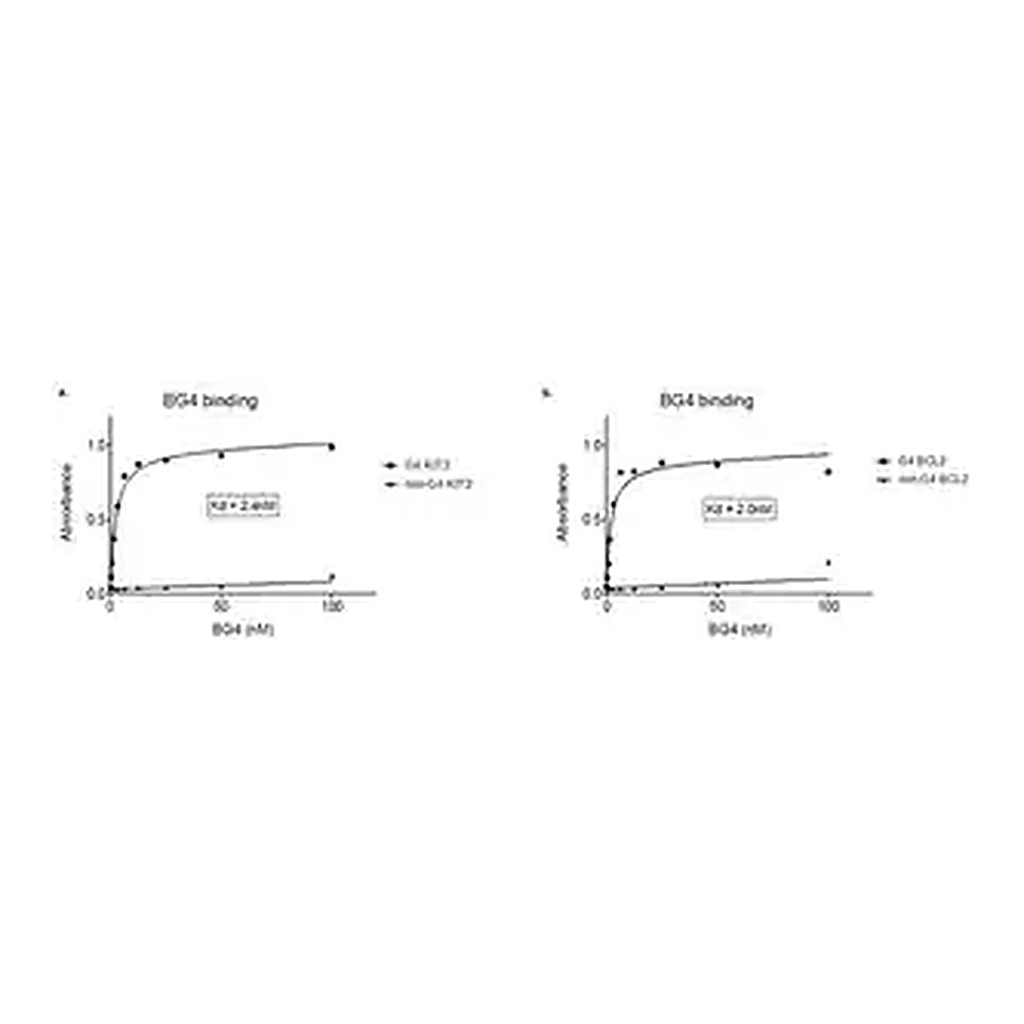 Merck Anti-DNA G-quadruplex structures Antibody, clone BG4