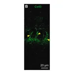 Merck Anti-Connexin-43 antibody produced in rabbit