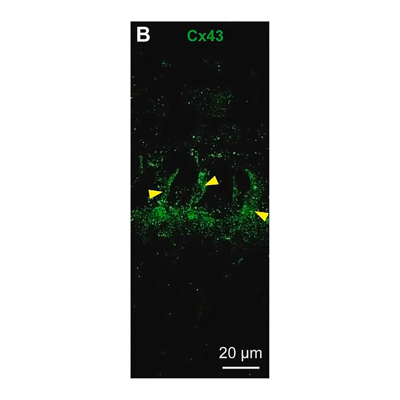 Merck Anti-Connexin-43 antibody produced in rabbit