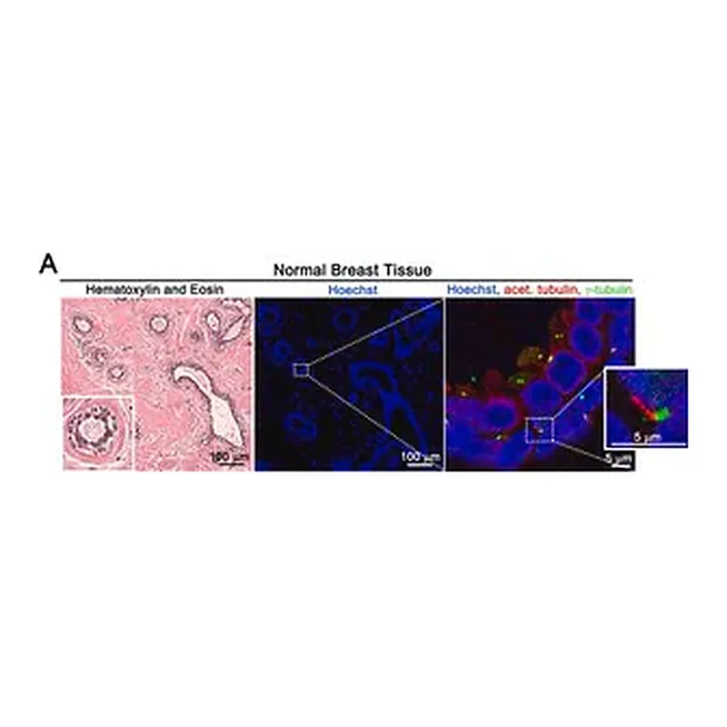 Merck Anti-γ-Tubulin antibody, Mouse monoclonal