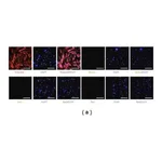 Merck Anti-Nestin Antibody, clone 10C2