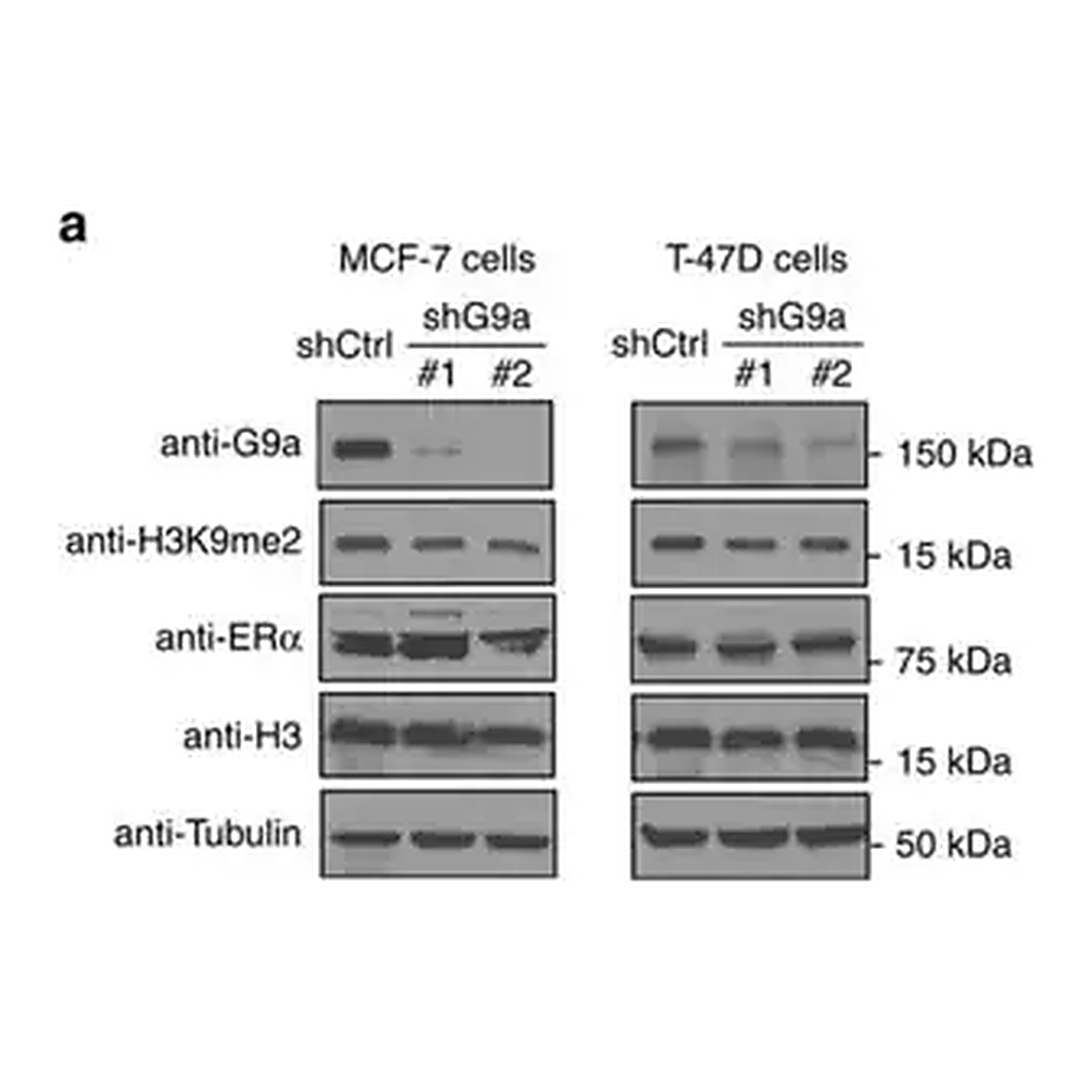 Merck Anti-β-Tubulin antibody, Mouse monoclonal