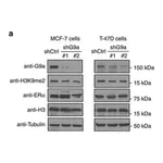 Merck Anti-β-Tubulin antibody, Mouse monoclonal